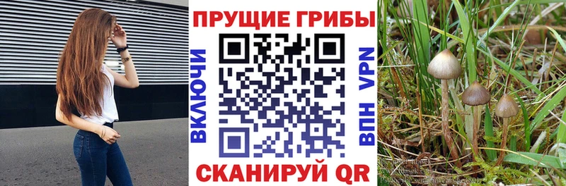 Купить где  Липки  Галлюциногенные грибы Psilocybine cubensis 